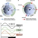 Re: 생체시계 암발생과 치료에 대해 2021 nature 이미지