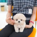 강서구-14 | 구랑동강아지분양 테디럽 시스템 살펴본 후기