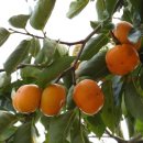 원농산경로당 이미지