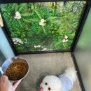 체크인독 애견유치원 이미지