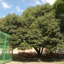 현풍초등학교 이미지