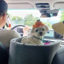 [제주도] 애견동반 제주도 4박5일 여행 | DAY3 (feat. 복순이)