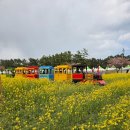 삼척 맹방 유채꽃 축제 후기, 주차·먹거리·행사 꿀팁 모음