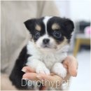 해솔농장 | 천안강아지무료분양 지루한 삶에 새로운 활력