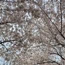 거리공원 | 수원벚꽃명소 BEST 신동수변공원 신동카페거리 봄 나들이 후기