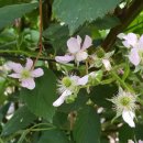 장생사슴농장 이미지