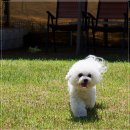 전주강아지분양 미니퍼피 가정견사 직영 | 전주강아지분양 미니퍼피 가정견사 전주직영점 솔직 방문 후기