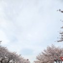 청량초 옆보행자도로 쉼터 | 경주 여행 하늘이 보이지 않는 벚꽃 터널 경주 흥무로 벚꽃길 완벽 가이드