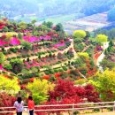 진안 꽃잔디동산 전망 / 사진=투어전북 이미지