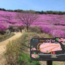 4월15일 화요일 창녕 화왕산 진달래 산행안내 [차량정시출발] 이미지