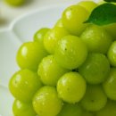 영희농장 이미지