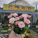 은혜꽃농원 이미지