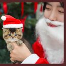 대구고양이분양 테디럽 이미지