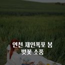 재인약품 | 연천 재인폭포 봄 벚꽃 소풍