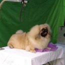 황제애견 이미지