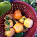 손가네 농장 이미지