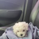 베이비멍 이미지