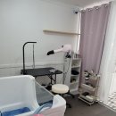 몽이애견미용 이미지