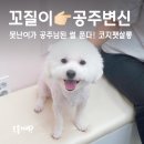 똥콜라 펫살롱 | 수원비숑미용 잘하는 곳, 코지펫살롱 가위컷 스트레스 없는 미용실!