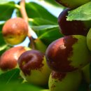 보은농장2 이미지