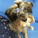 꺼멍머리 이미지