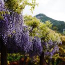 예술의전당 | 서울 인근 의정부예술의전당 등나무꽃 명소, 아이와 다녀온 후기