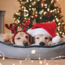 오도독뽀도독 이미지