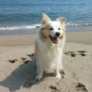 무지개다리 이미지