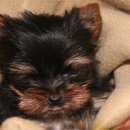 치와와 둥지 이미지