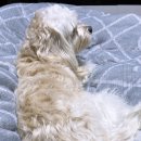 서서울동물병원 이미지