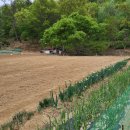 피사모아 이미지