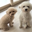 GROOMING107 이미지