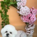 동글동글 애견미용실 이미지