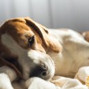 조아동물병원 이미지