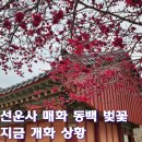 선운사의추억 | 선운사 매화 동백 벚꽃 개화 상황 실시간 후기｜부처님오신날 연등까지 지금 가야 할 봄 여행코스