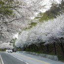 명품 벚꽃 길 이미지