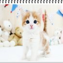 부천강아지분양 고양이분양 24시 데려가개 부천점 이미지