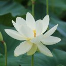 연꽃단지 화장실 이미지