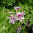 가파민박 이미지