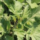 도촌농장 이미지