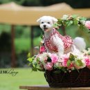 댕댕라운지 이미지