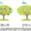하늘생명나무