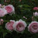 산속의정원 이미지