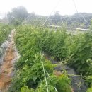 동이농장 이미지