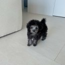 아기강아지 이미지