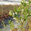 개화농장 이미지