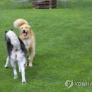 반려견
