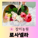 피어하우스나무(PEERHAUS) | [원주 카페] 초록의 정원과 장미 농원이 예쁜 데이트하기 좋은 카페 "카페 로사넬라" 행복한 방문 후기