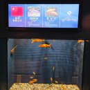 민물고기 | 울진 실내 여행지 : 민물고기생태체험관 관람 후기