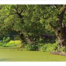 명옥헌원림2(입구) 이미지